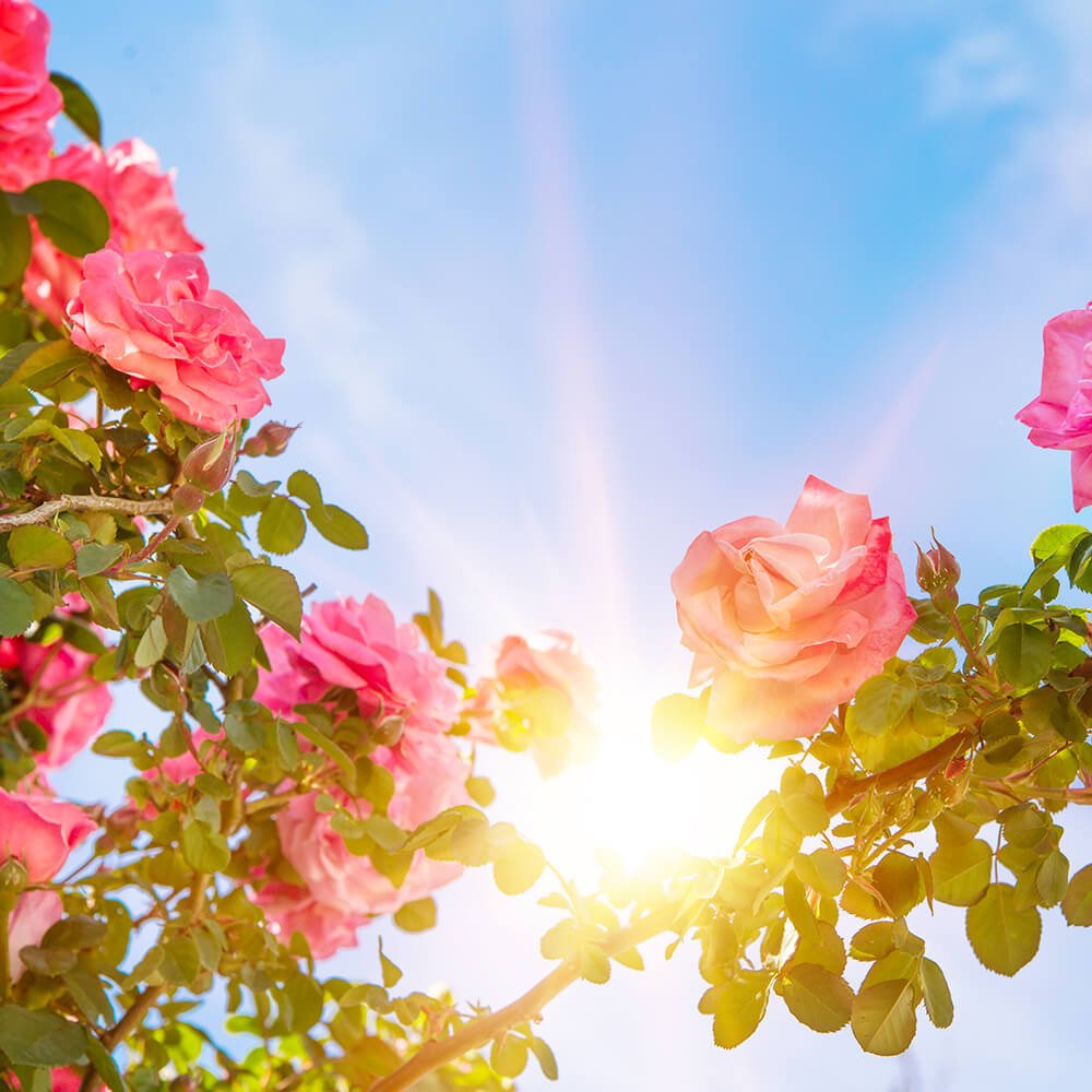 Benefits of Meditation in Mental Tasks